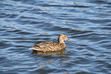 A female mallard is swimming in the sea in bright and sunny spring day.