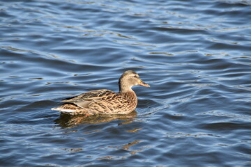 A female mallard is swimming in the sea in bright and sunny spring day.