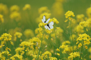 菜の花に止まる2羽のモンシロチョウ