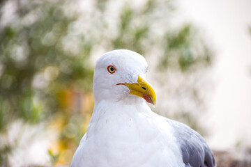 Portrait of a seagull
