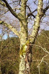 Liquen en tronco de árbol sin hojas en bosque