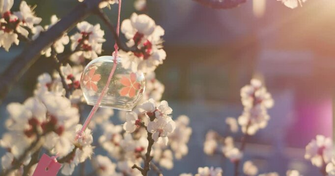 Plum blossoms and cherry blossoms bloom in spring, and wind chimes hang in the air.
