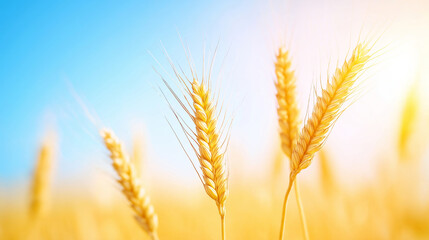 Golden Wheat Field Under Sunny Sky