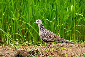 An eastern spotted dove (Spilopelia chinensis)