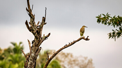 A paddy heron in the wild