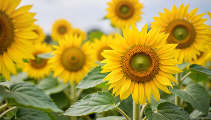 Obraz premium Bright sunflowers blooming in a vibrant field against a cloudy sky 