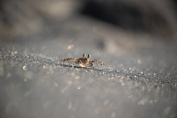 A small crab on the black sand of a Balinese beach at sunset, creating a magical atmosphere with sparkling highlights.