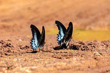 A Blue Mormon Butterfly in Sri Lanka