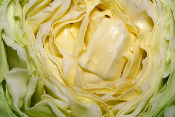 Discovering the intricate beauty of fresh cabbage layers in spring