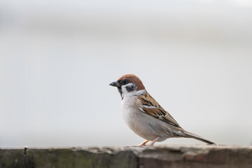 住居の庭でみられる身近な野鳥スズメ