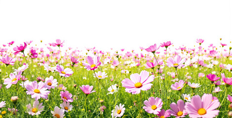 Fototapeta premium Field of pink and white cosmos flowers in full bloom, set against a bright white background. A vibrant nature scene conveying freshness and beauty. Ai generative