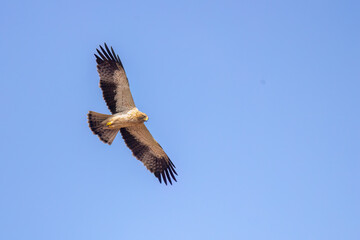 Booted Eagle