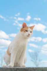 覗き込む猫