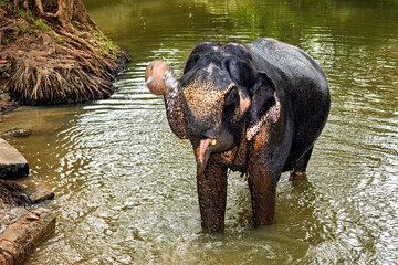 The pinnawala elephant orphanage in Sri Lanka	
