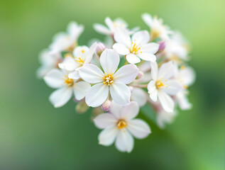 Obraz premium White flowers with yellow centers in soft focus on a green background. Nature-inspired composition, ideal for creative backgrounds and wallpapers. Ai generative
