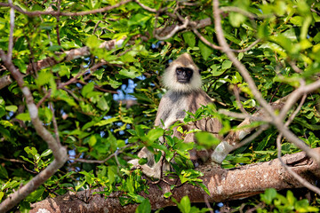 A hanuman langur of the Yala National Park in Sri Lanka