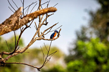 A kingfisher bird in the Yala National Park of Sri Lanka	
