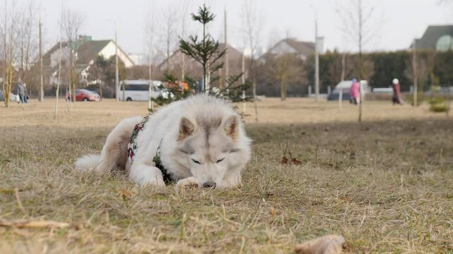 A Relaxing Dog Enjoys Its Time in the Beautiful Parkscape Under the Sunshine and Blue Sky