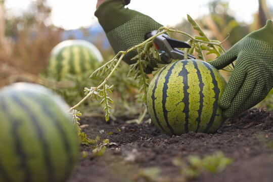 Harvesting watermelons. Close-up. Spherical striped watermelons grow in open ground. Farmer's hands cut a watermelon from a stem.