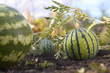 Growing watermelons. Close-up. Spherical striped watermelons grow in the field. 