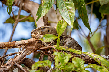 The water monitor waran in the wilderness of Sri Lanka