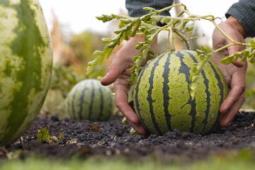 Growing watermelons. Close-up. Spherical striped watermelons grow in the field. Man's hands feel a watermelon.