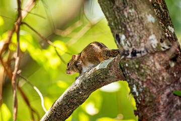An indian palm squirrel in the wild