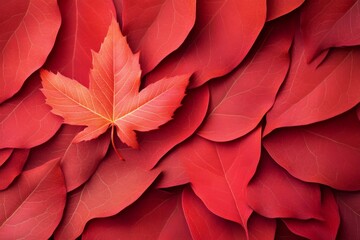 Obraz premium Vibrant red maple leaves create a stunning autumn display with a single leaf standing out