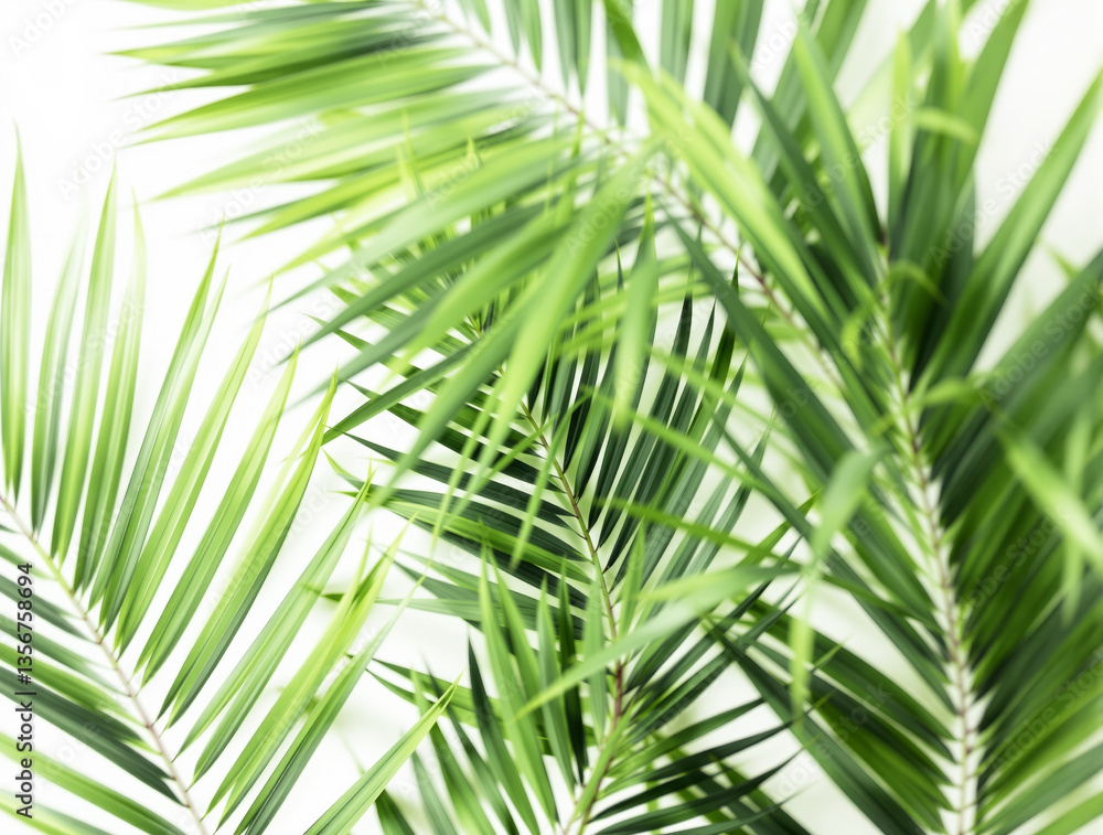 Poster lush green palm leaves overlapping with soft focus on a bright background. natural tropical foliage 