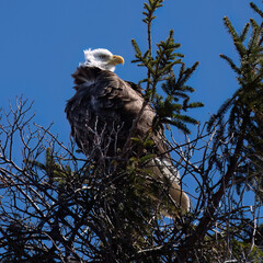 American Bald Eagle