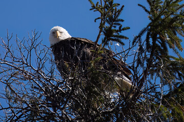 american bald eagle
