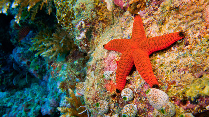 Starfish, Coral Reef, South Mal&eacute; Atoll, Maldives, Indian Ocean, Asia