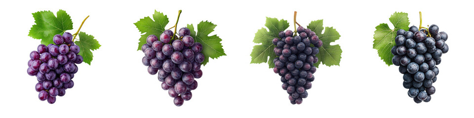 Fototapeta premium Close up view of lush ripe purple grape clusters with green leaves attached growing on grapevines in a bountiful vineyard during the autumn harvest season