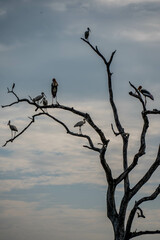 birds sitting on branches of a dead tree, yala national park, sri lanka