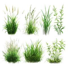 Lush Green Grass and Plants Collection Nature Greenscape Variety, isolated on transparent background