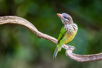White-cheeked barbet. 