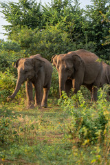 Fototapeta premium elephants in the nature of sri lanka, asia