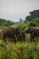 Obraz premium elephants in the nature of sri lanka, asia