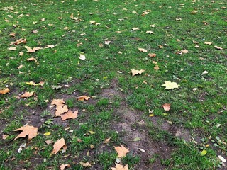 [Spain] Maple leaves falling on the ground (Madrid)