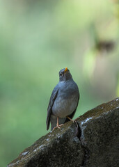 The Tickell's Thrush (Turdus unicolor) is a shy, medium-sized songbird found in the Indian subcontinent. It prefers forests, feeds on insects and fruits, and sings melodiously.