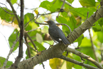 The Tickell's Thrush (Turdus unicolor) is a shy, medium-sized songbird found in the Indian subcontinent. It prefers forests, feeds on insects and fruits, and sings melodiously.
