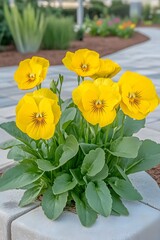 Vibrant Yellow Pansies Blooming in Stone Planter