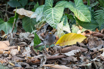 The Tickell's Thrush (Turdus unicolor) is a shy, medium-sized songbird found in the Indian subcontinent. It prefers forests, feeds on insects and fruits, and sings melodiously.