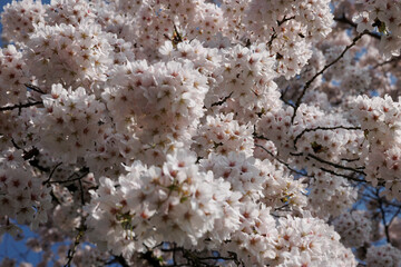 Cherry blossoms bloom in Noord-Brabant, showcasing the beauty of spring in the Netherlands by Marcel Otterspeer