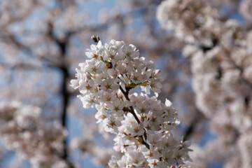 Blossoming cherry trees in Noord-Brabant during spring display delicate white flowers against a clear blue sky