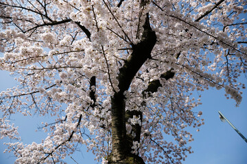 Cherry blossom tree in full bloom under clear blue sky in Noord-Brabant, Nederland during spring