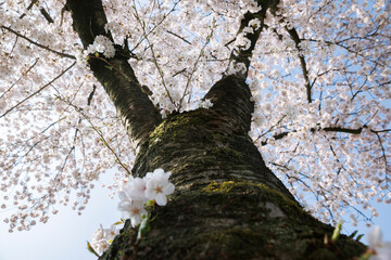 Blooming cherry blossoms brighten the sky in Noord-Brabant, Nederland during springtime