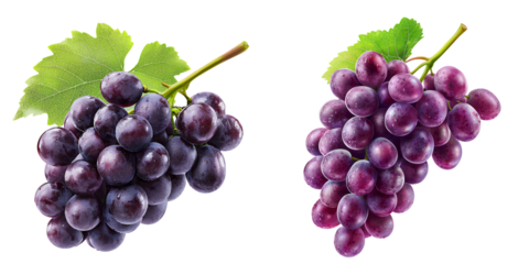 Two bunches of ripe juicy grapes with water droplets and green leaves isolated transparent background