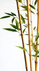 Naklejka premium Serene bamboo stalks with vibrant green leaves against a clean white backdrop creating a peaceful and natural aesthetic for design projects