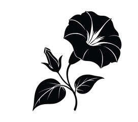 Morning glory  silhouette vector illustration